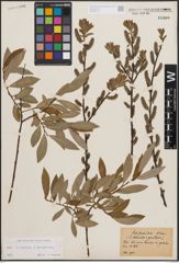 Foto von Salix cinerea L. x Salix purpurea L.